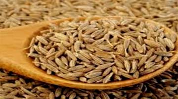 Jeera Cumin